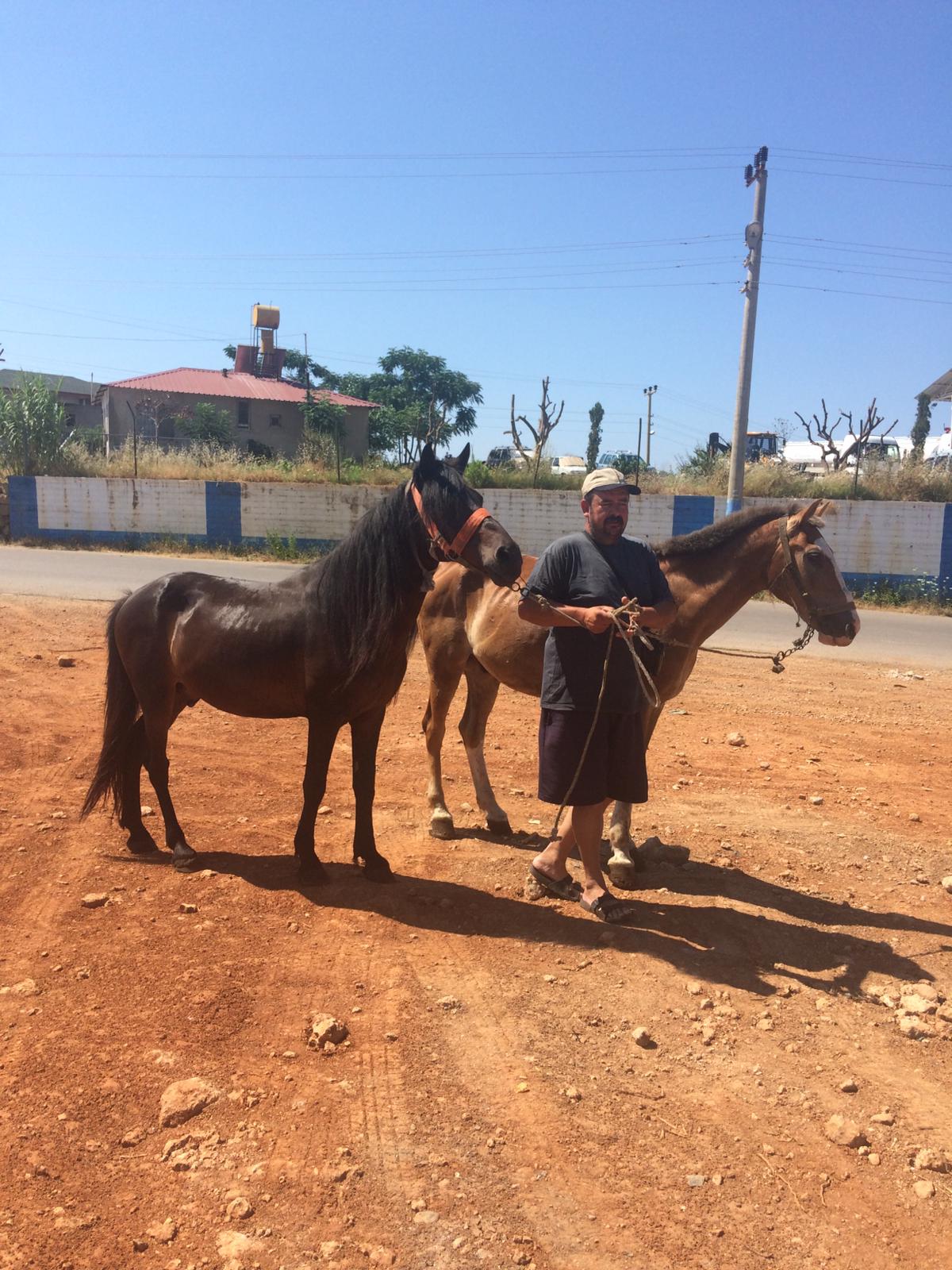 Alanya’da fayton ve atlar teslim alındı