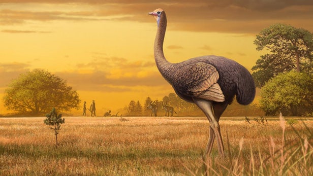 3,5 Metre Boyunda ve Yarım Ton Ağırlığında Bir Kuşun Fosilleri Bulundu
